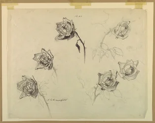 Estudos de rosas